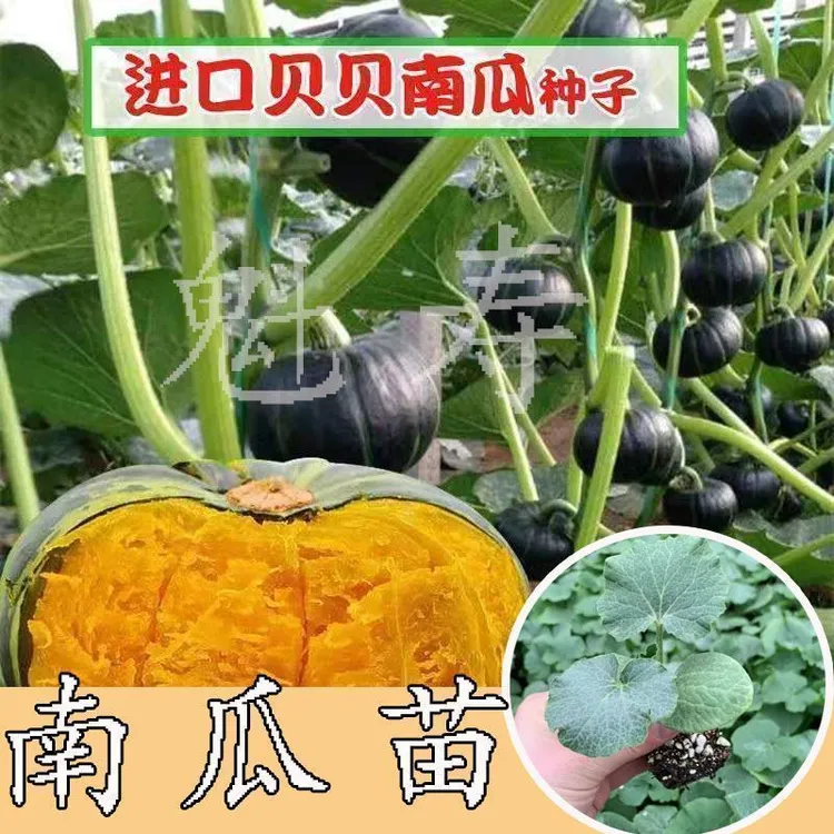 寿光正宗真迷你贝贝秧苗粉甜香糯型板栗小黄绿贝贝红栗大南瓜种籽