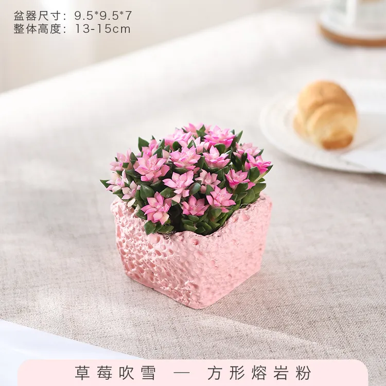 【喜阳】吹雪之松锦多肉植物室内外好养活绿植懒人办公室净化空气