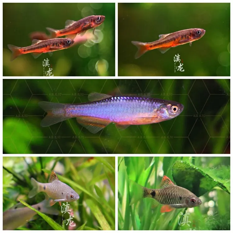 原生鱼 玫瑰丹半线丹异斑小鲃 群游鱼 冷水鱼 小型观赏鱼云南鳅