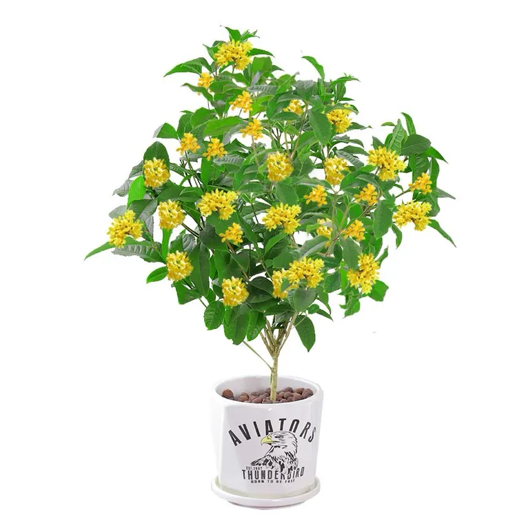 爱种花爱种花牌自己生产四季桂爱种花牌自己生产四季桂花四季开花