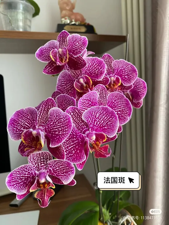 高货带剑【法国斑】2.8寸杯叶片瑕疵皮实好养蝴蝶兰（全店满2单发货）