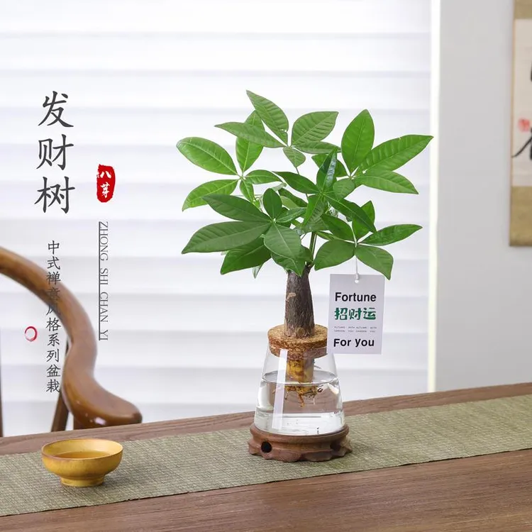 水培发财树盆栽客厅室内桌面好养懒人植物绿萝净化空气绿植盆景