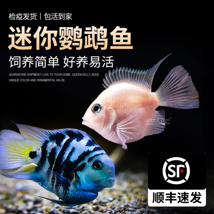 迷你鹦鹉鱼活体短鲷科鱼淡水观赏鱼宝蓝鹦鹉白化鹦鹉金波子蓝波子