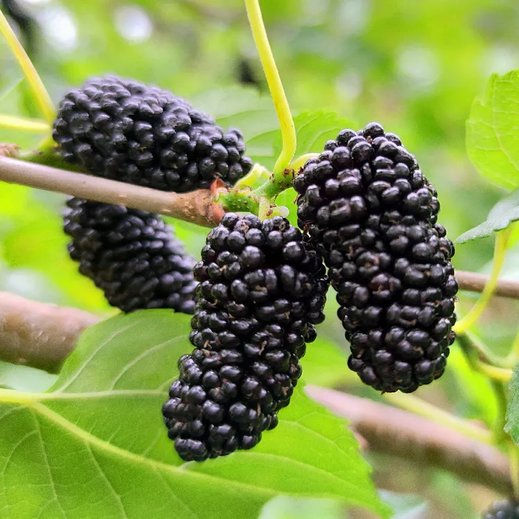新鲜桑葚水果现摘顺丰包邮广东黑桑果孕妇酸甜水果头茬果新鲜水果