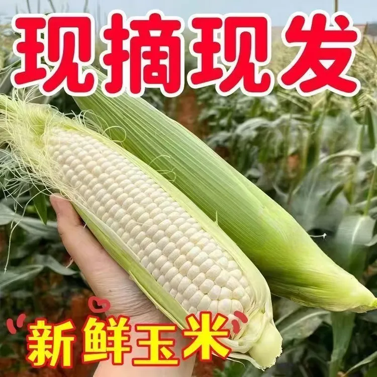 【新鲜糯玉米】2025糯玉米粘苞谷四川攀枝花糯玉米带壳现摘现发