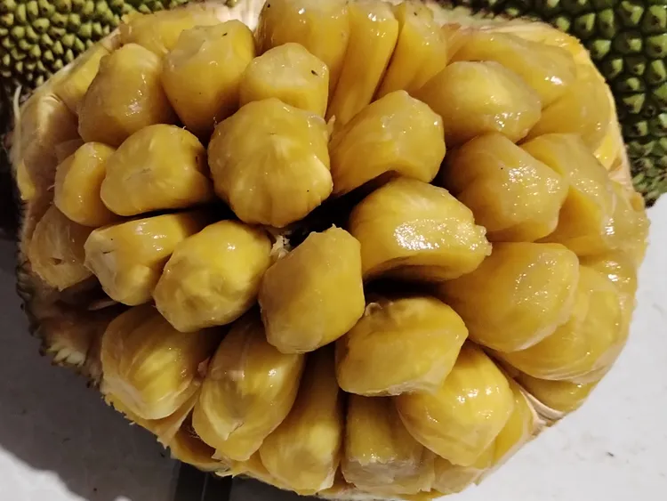 珍珠菠萝蜜小果和无胶菠萝蜜小果（果型不是很完美介意勿拍）