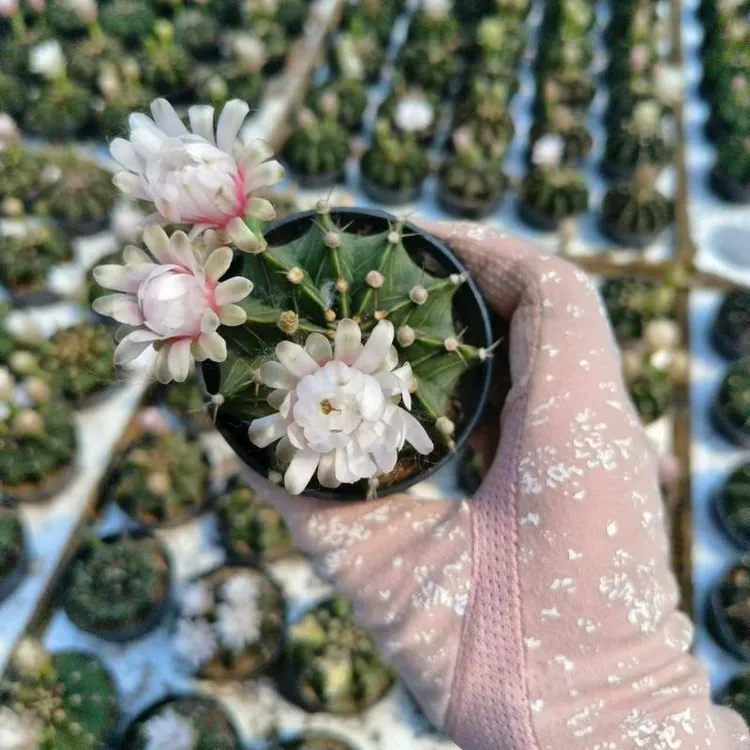 沙生5牡丹6球属仙人球肋骨实生裸萼植物有根-球茎