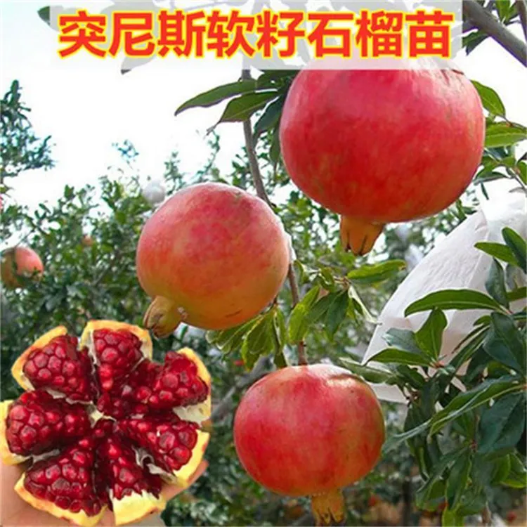 突尼斯软籽石榴树苗超甜大果庭院阳台南北方种植盆栽地栽软籽石榴商品图