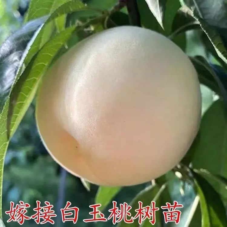 桃树苗嫁接白玉桃果树苗南北方庭院种植桃树苗盆栽地栽耐寒桃树苗