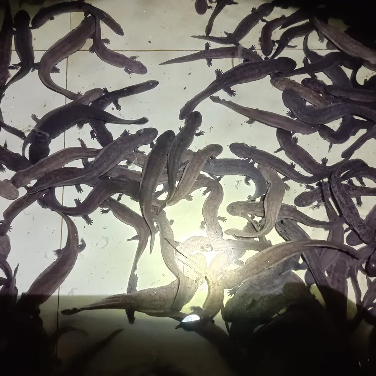 子二代人工养殖娃娃鱼包邮