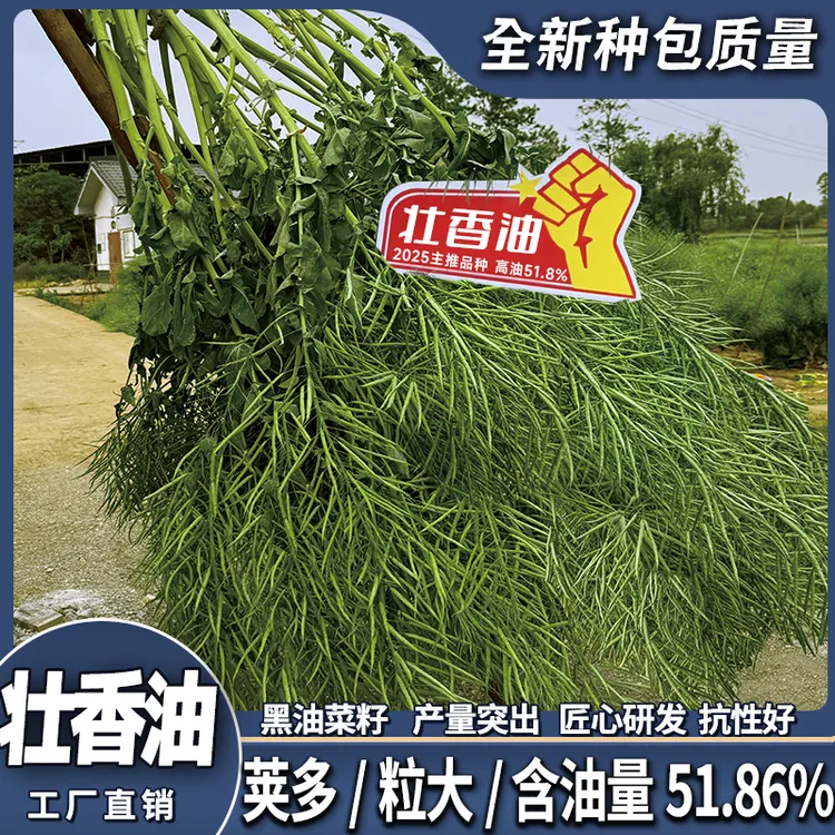 壮香油高产杂交油菜种子榨油油菜抗病油菜籽抗倒伏抗寒抗冻