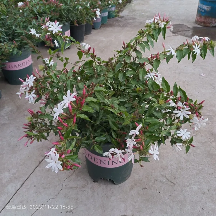 笔尖茉莉粉苞茉莉素馨茉莉红嘴茉莉阳台庭院植物带花苞茉莉花