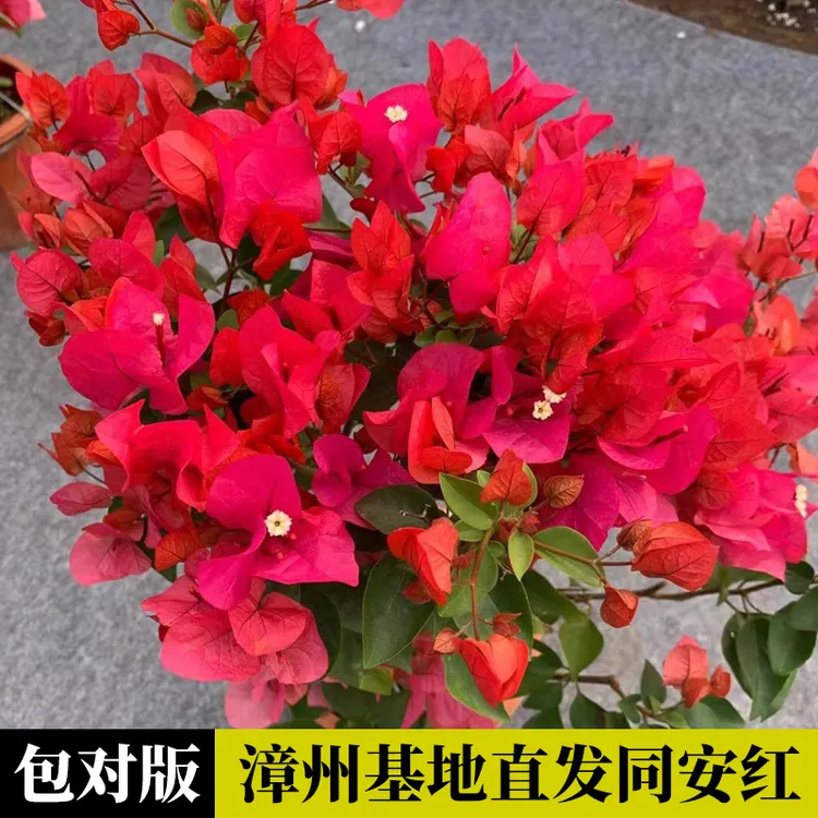 同安红三角梅盆栽花苗爬藤植物巴西室内外阳台庭院好养易活花卉