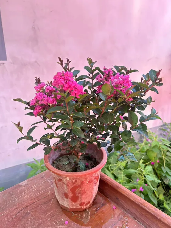 潇湘艳舞紫薇耐寒观花树苗可庭院阳台种植适合南北地区