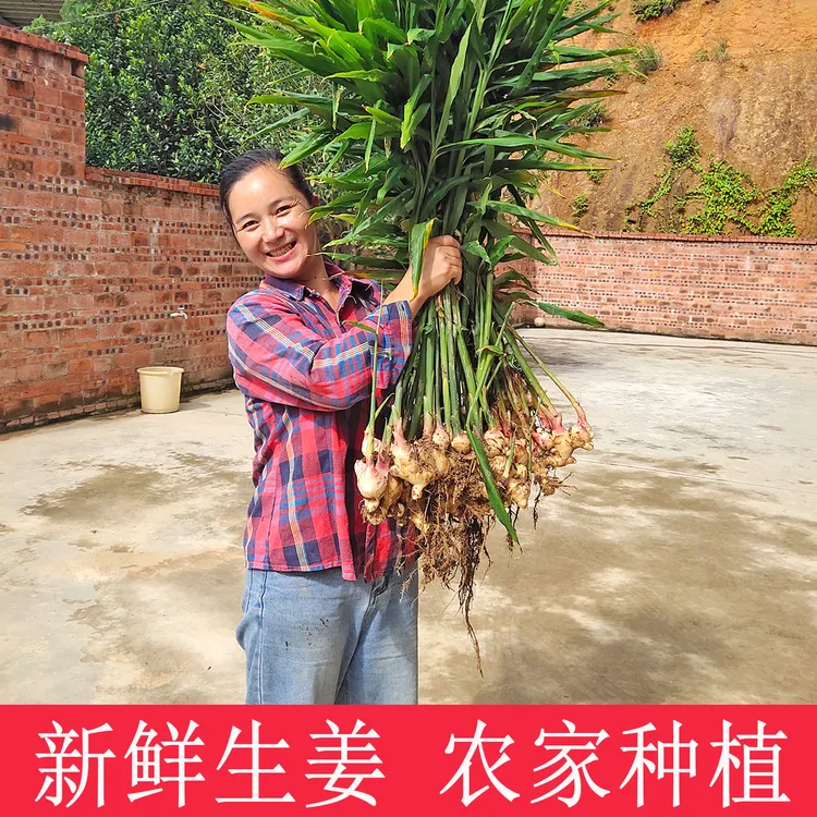 嫩姜新鲜仔姜农家种植生姜广西肉姜新鲜蔬菜