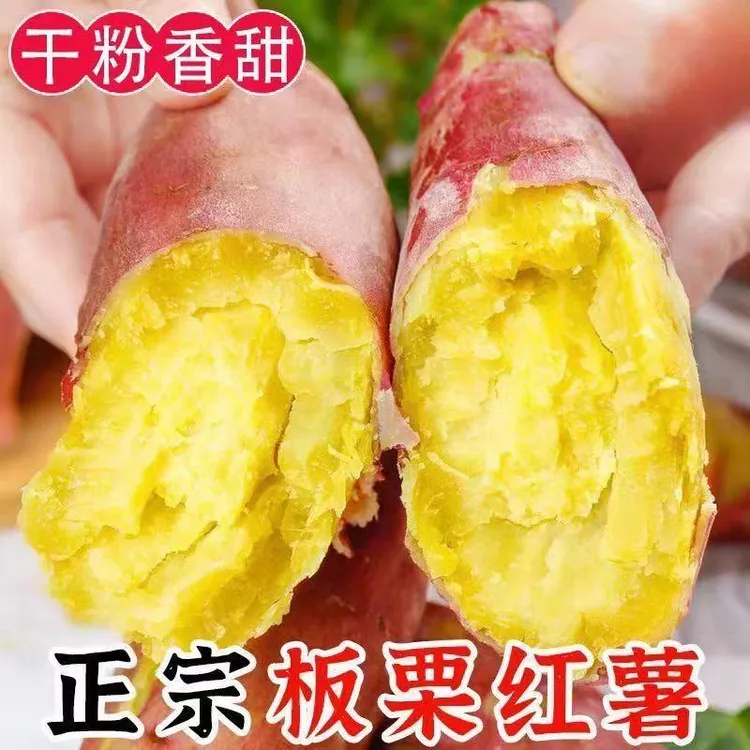 【9斤包邮】新鲜现挖沙地黄心板栗薯红薯粉糯香甜正宗板栗蜜薯