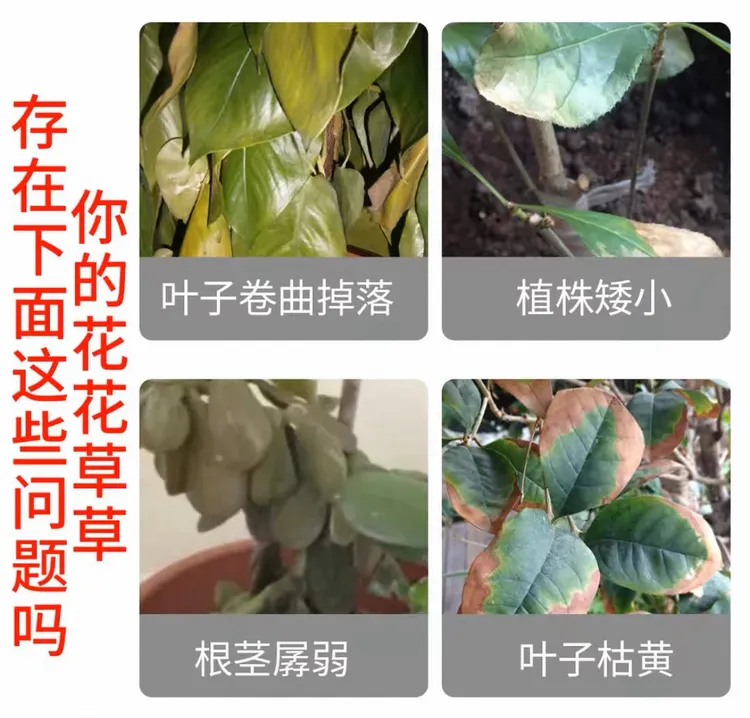拍一发五包  一单拯救全屋绿植 