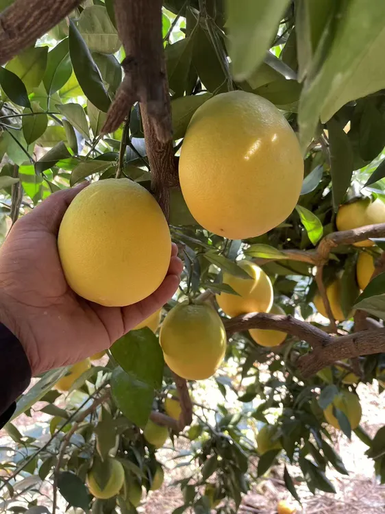 中大果10斤装75mm【江西赣州正宗赣南脐橙】橙香自然现摘现发鲜果