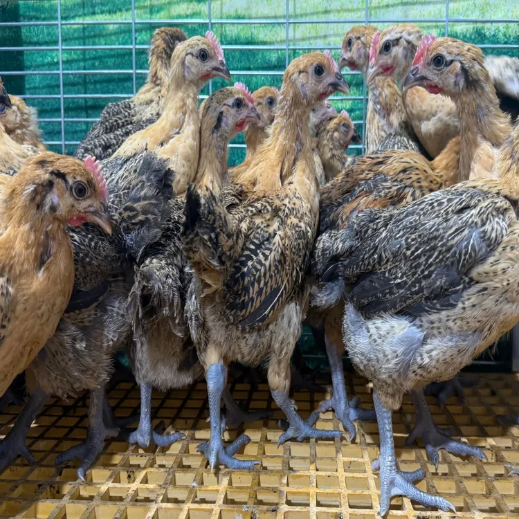 专享【发8只装】脱温散养一斤青脚红瑶宠物鸡包邮到家