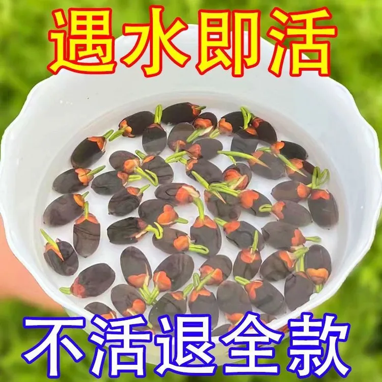 四季开花盆栽碗莲种水培植物睡莲荷花阳台水生水养室内绿植花卉