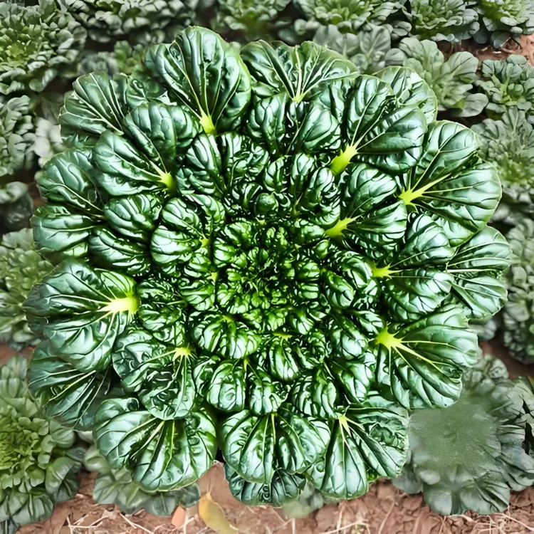 乌塌菜种子高钙保健蔬菜种子阳台菜种子四季小院家庭种植蔬菜种子