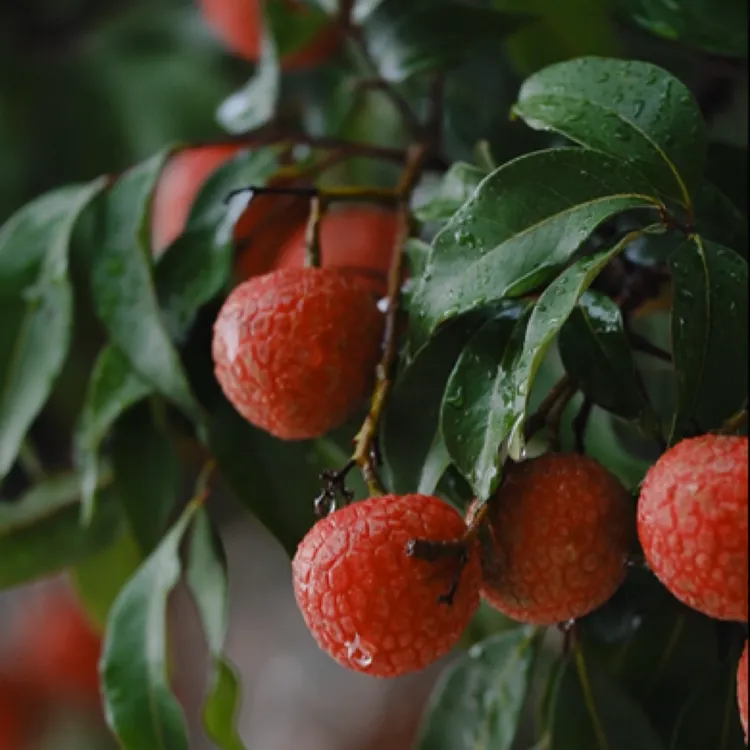 【顺丰/EMS空运】茂名高州核心产区白糖罂荔枝