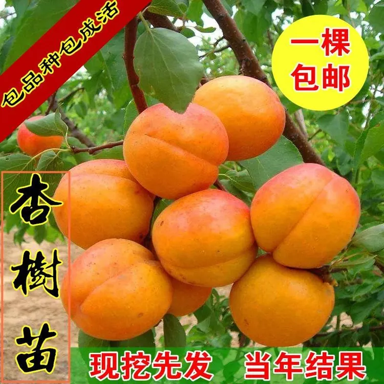 杏树嫁接苗特大果树苗新品种盆栽地栽当年结果杏子南方北方种植甜