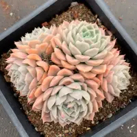 7589杂交精品基地13厘米