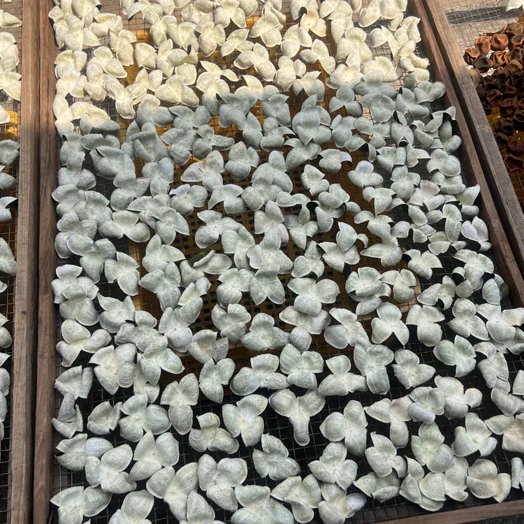 2025年浦北纯太阳生晒茶枝柑陈皮柑皮三花青小青皮广西浦北陈皮