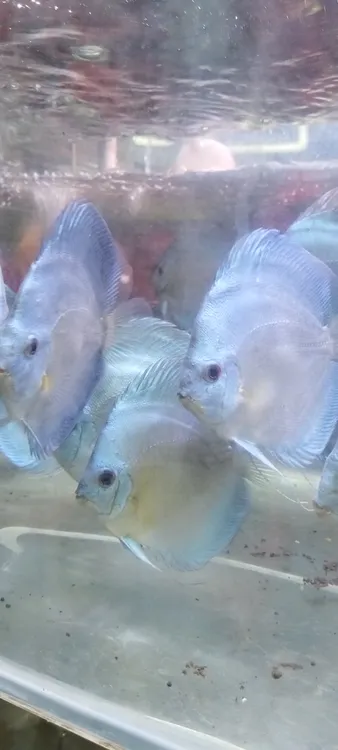 七彩神仙鱼大蓝砖