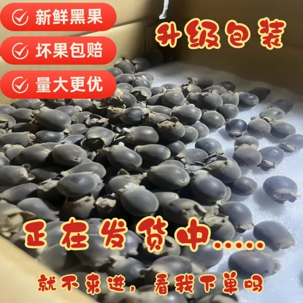 2025年现摘新鲜果成熟山捻子桃金娘果广东岗稔子山念子多尼果顺丰