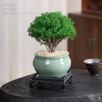 雾松盆栽小清新室内客厅放青松绿植办公室盆栽放轻松植物懒人好养