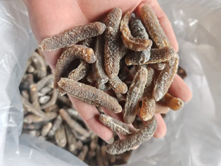 精选深海天然100头沙秃参干货家庭食用超实惠沙秃参