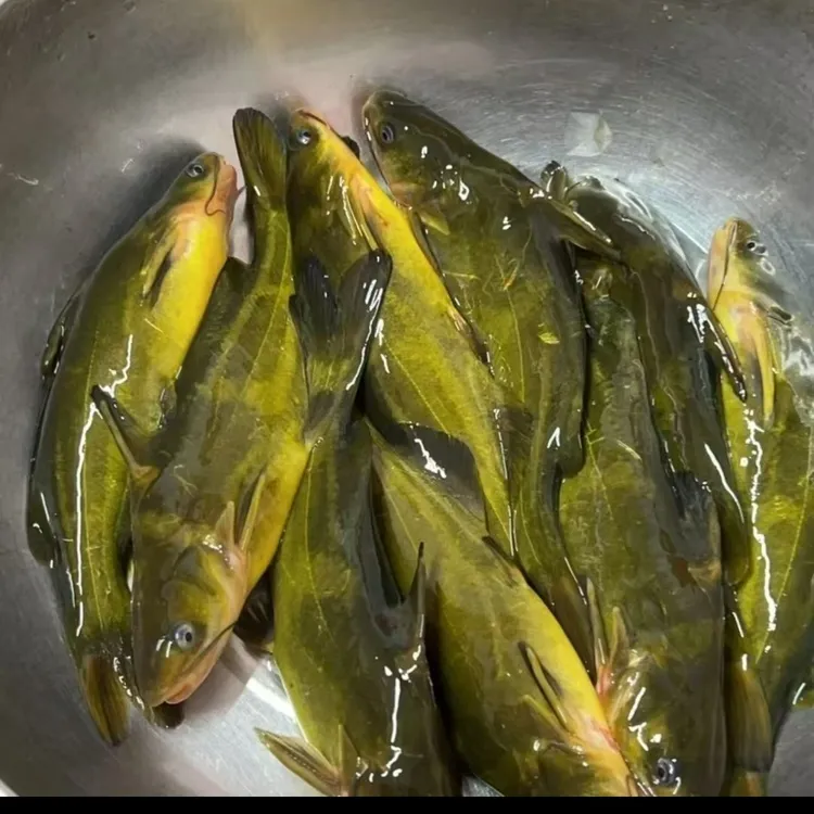 杂交黄骨鱼 黄辣丁鱼 黄丫头鱼 淡水广州发货