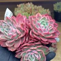 3099杂交多肉植物