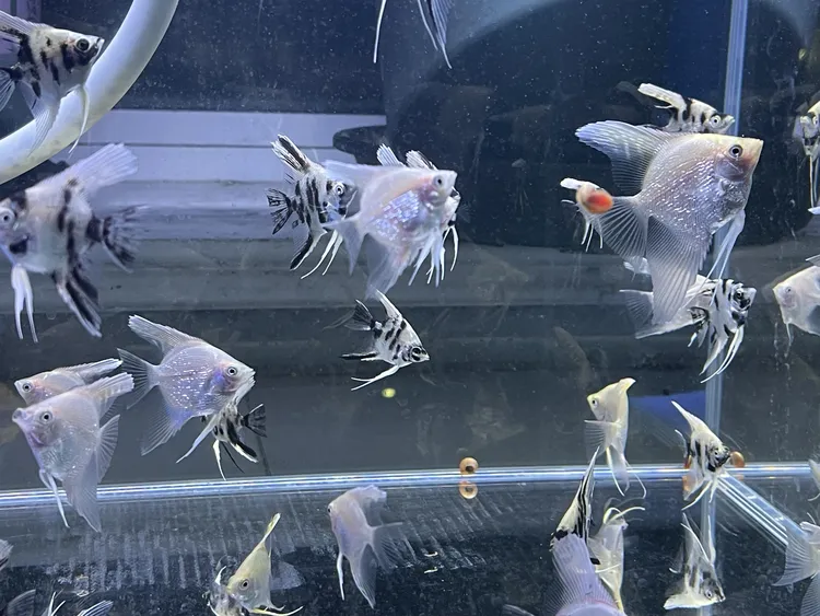 金顶燕鱼熊猫燕鱼活体淡水热带鱼