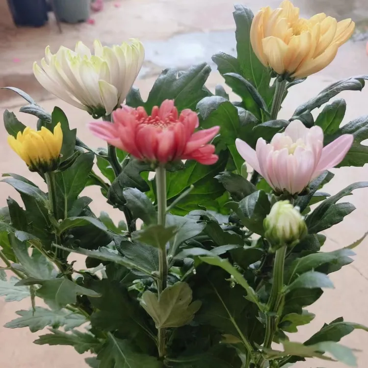 彩色天赞菊花盆栽多年生大花单头菊四季开花阳台庭院原盆原土好养