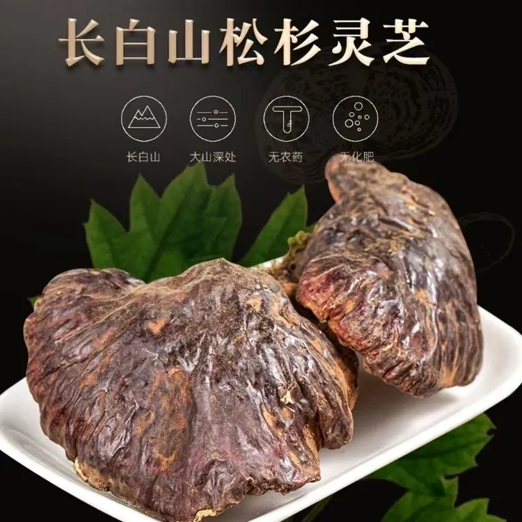 仿野生长白山松杉灵芝可用于泡酒泡茶的干货滋补佳品