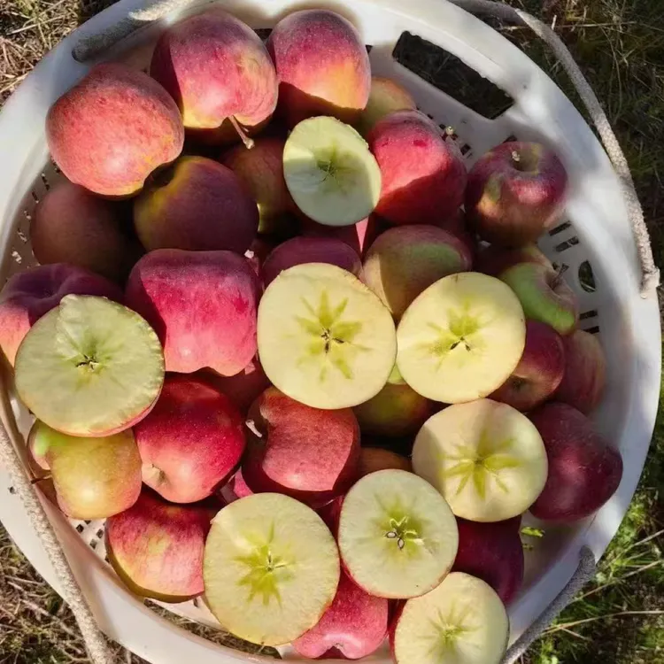 林芝老味道晚熟糖心苹果无农残