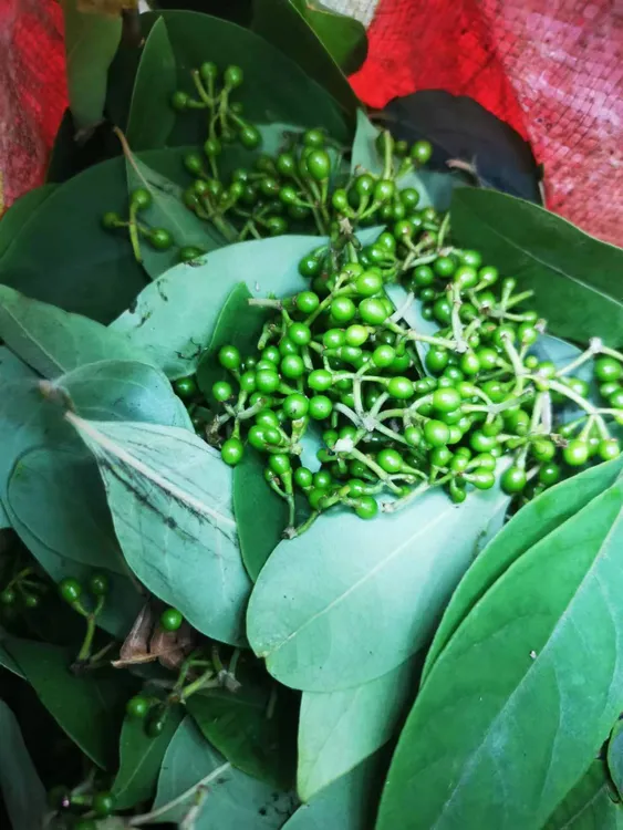 2025年新鲜每天现采摘鲜果木姜子