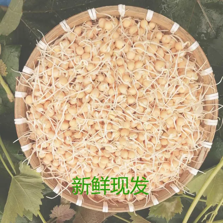 贵州农家温水泡发豌豆芽新鲜现发