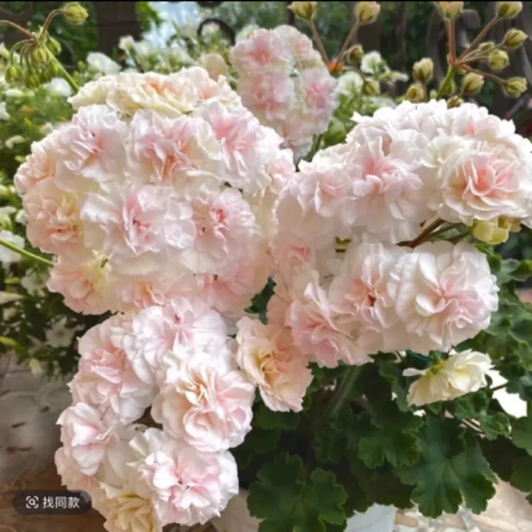 【加琳娜】乌拉诺娃半兽天竺葵勤花大花球耐热品种