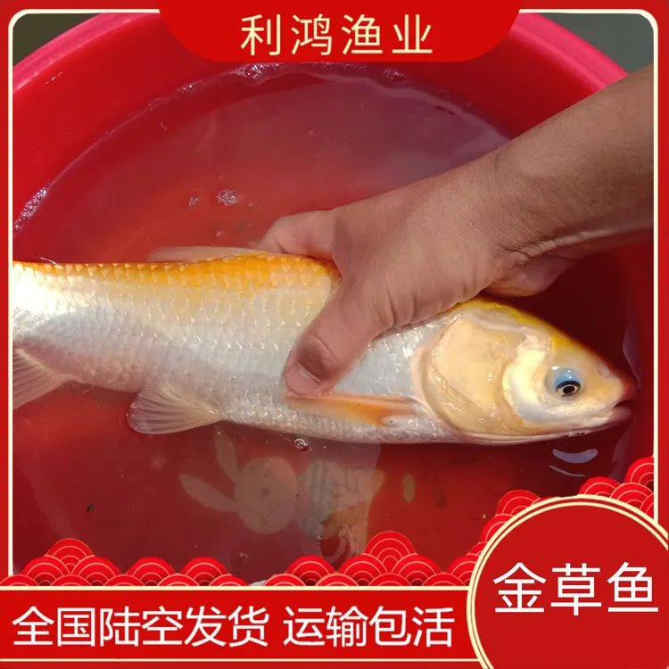 金草鱼苗 金丝皖鱼苗长速快抗病强活体包活发货可观赏可食用