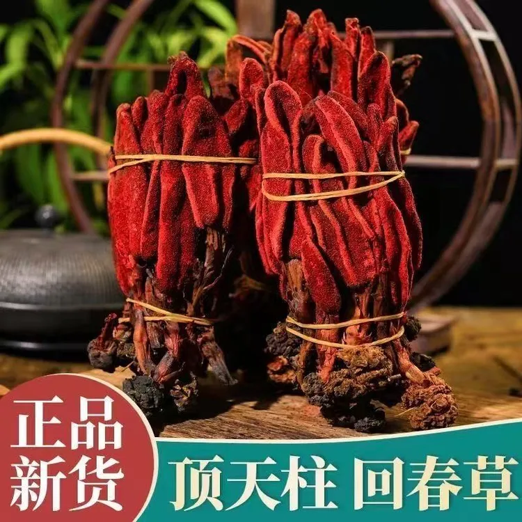 云南野生回春草顶天柱煲汤煮水泡酒新货