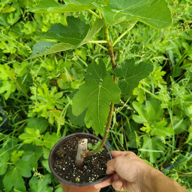 久留米盆苗 露天种植 原盆原土带叶发货 枝条粗壮 根系发达