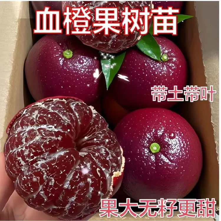 正宗新款新品种果树嫁接橙红冰糖嫁接苗橙子盆栽南北方种植