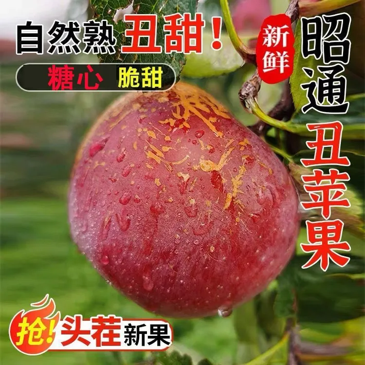 云南昭通正宗冰糖心丑苹果新鲜现摘脆甜多汁水果中果