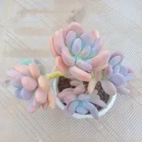 【橙雪球】黄大锤多肉阳台露台植物栽种养护