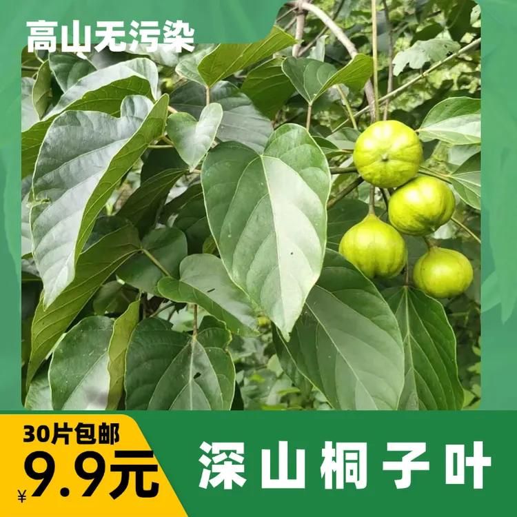 新鲜桐子树叶包米粑粑麦子粑粑玉米粑粑专用现摘现发