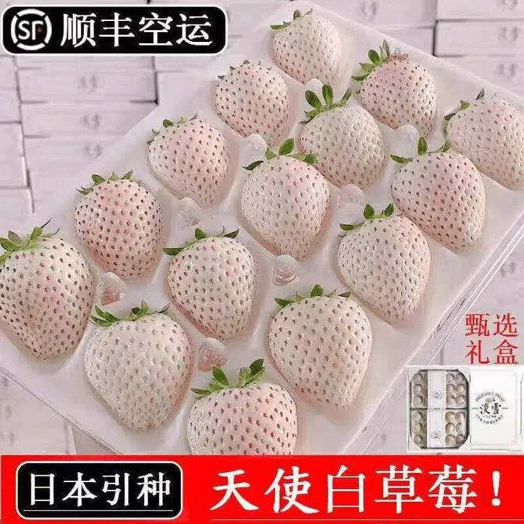【顺丰包邮】淡雪天使白草莓新鲜现摘草莓白雪公主草莓香甜清甜1斤